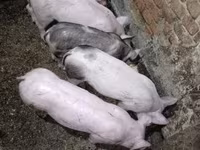 猪（批次，未指定性别）, Pigs — 照片 3