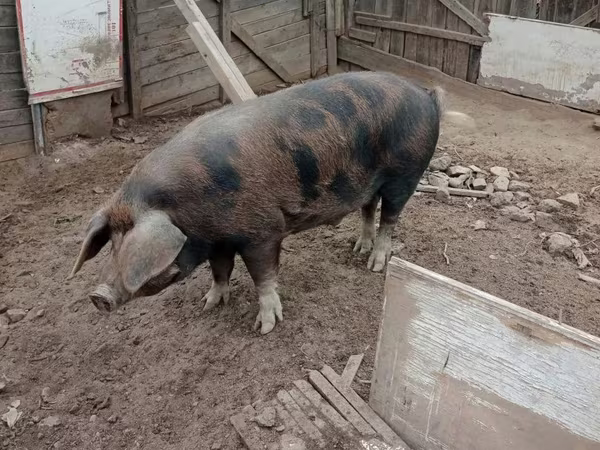 Boar, Pigs