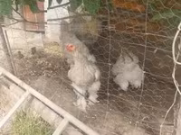 Brahma — foto 6