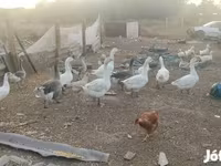 Geese — foto 2