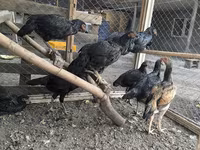 Chickens — 4. fotó
