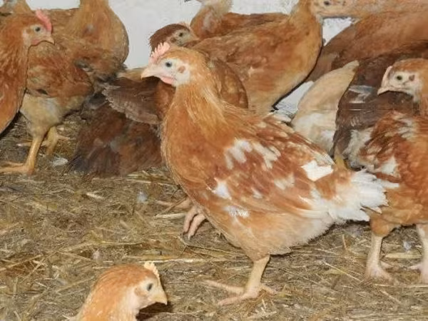 Chickens