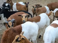 Sheep, Cameroon sheep — photo 2
