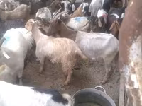 बकरियाँ (लॉट, लिंग निर्दिष्ट नहीं), बकरियाँ — फ़ोटो 3