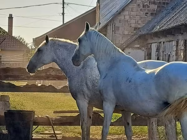 Égua, Lipizzaner — Hungria
