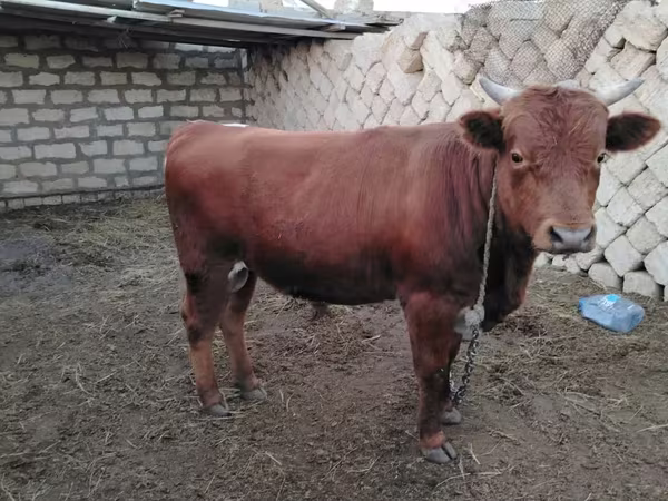 Bika, Szarvasmarhák
