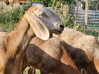 Beran, Arashan sheep — foto 2