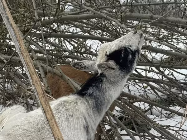 Koza, Saanen goat