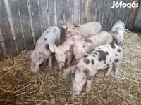 猪（批次，未指定性别）, Pigs — 照片 2