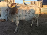 Vaca, Raza Auliékol — foto 3