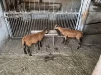 Kos, Cameroon sheep — 3. fotó