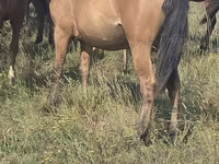 Stute, Mugalzhar horse — Foto 1
