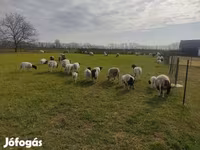 Kos, Dorper sheep — 2. fotó
