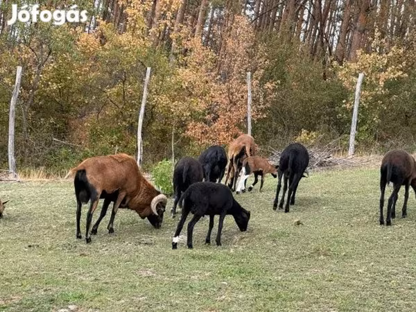 भेड़, Cameroon sheep — हंगरी