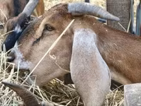 Nőstény kecske, Nubian Goat — 4. fotó