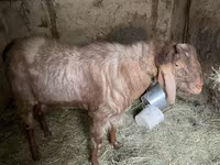 Cabro, Nubian Goat — foto 4