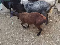 Ram, Arabi sheep — photo 7