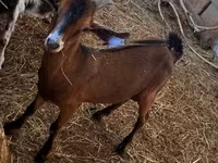 Kozel, Nubian Goat — foto 2