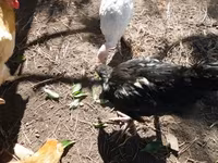 Chickens — photo 2