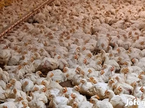 Chickens — Hungary