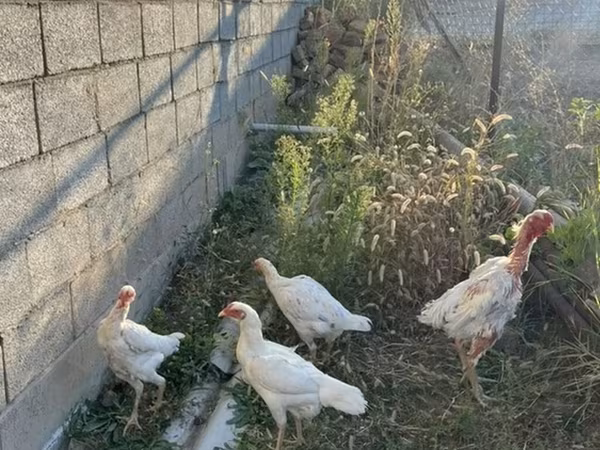 Chickens