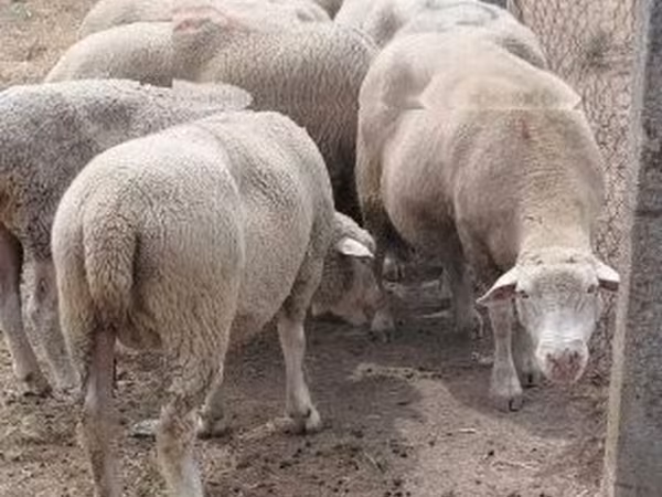 母羊, Sheep