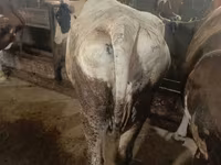 Tehén, Simmental cattle — 2. fotó