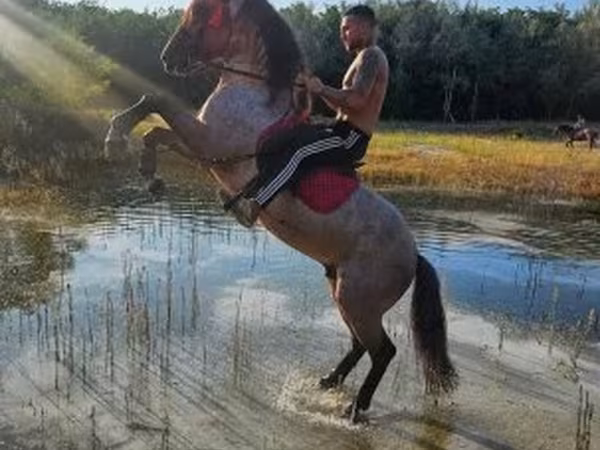 Hing, Hungarian horse breed — Magyarország