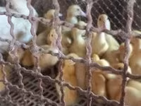Ducks — zdjęcie 1