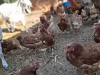 Chickens — 2. fotó