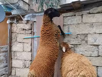 Kos, Blackheaded Persian sheep — 1. fotó
