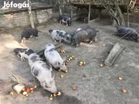 Boar, Вьетнамская вислобрюхая — photo 1