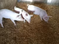 Säue, Schweine — Foto 5