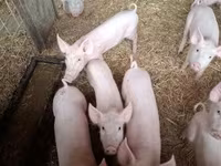 猪（批次，未指定性别）, Pigs — 照片 1