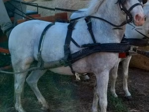 حصان, الخيول — هنغاريا