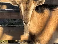 母山羊, West African dwarf goats — 照片 1