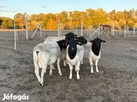 मेढ़ा, Dorper sheep — फ़ोटो 1