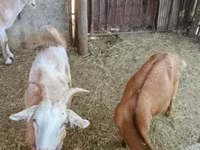Kecskék (tétel, nem megadva), Kecskék — 3. fotó