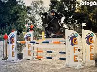 Hing, Belgian warmblood horse — 1. fotó