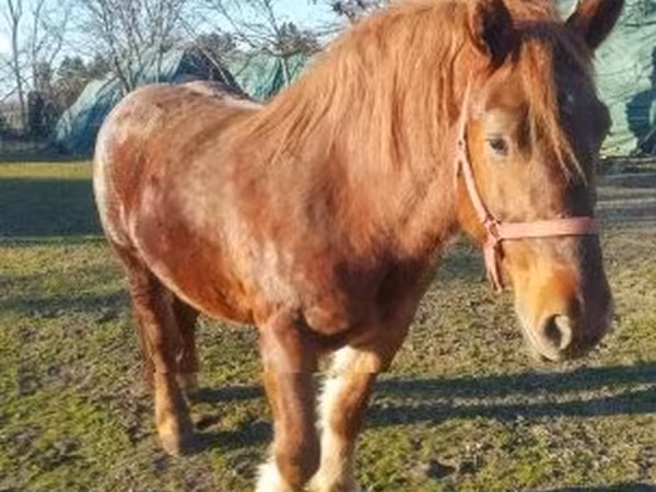 घोड़ी, Hungarian horse breed
