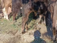 Býk, Simmental cattle — foto 5