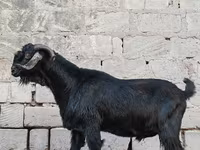 Bak, Anatolian Black goats — 2. fotó