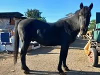 Cavalo, Cavalos — foto 1