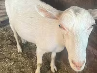 Goat, Saanen goat — photo 1