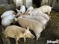 Pigs (batch, sex not specified), Pigs — photo 1