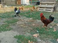 Chickens — Foto 3