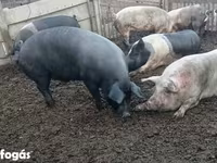 Sow, Pigs — photo 1