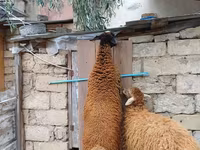 Kos, Blackheaded Persian sheep — 2. fotó