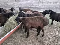 Carneiro, Hissar sheep — foto 4