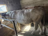 Bull, Cattle — photo 4